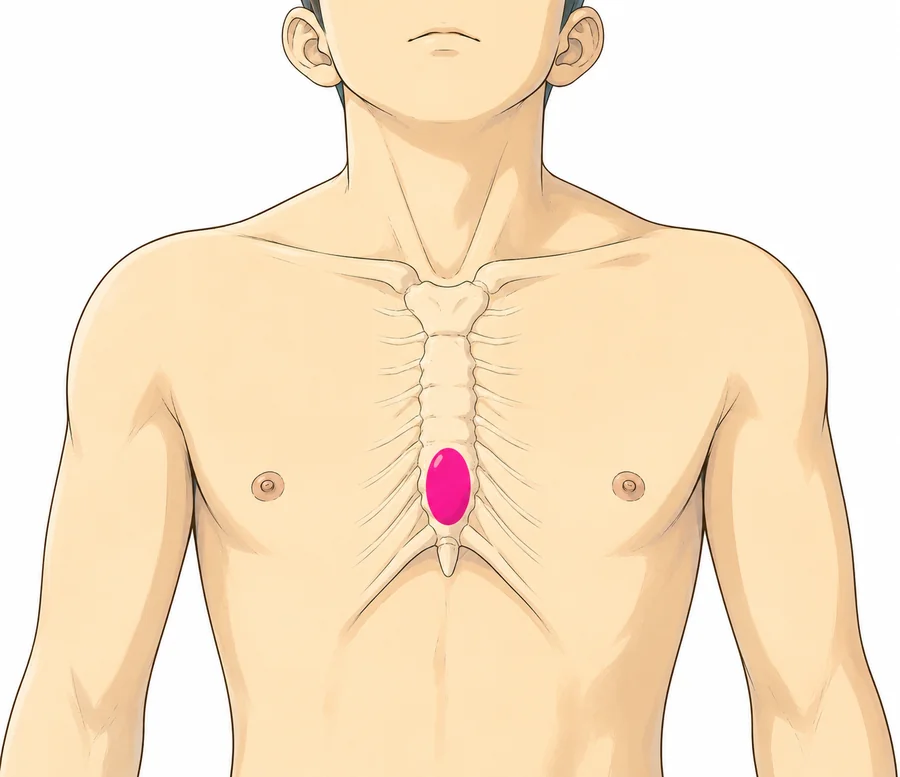 胸骨圧迫の位置。胸の真ん中（ピンクの印）を押す